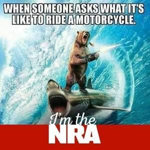 Meet your Posher, Bear